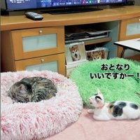 寝ている猫と鳴いている子猫
