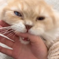 じゃれつく猫