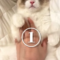 おなかをなでられる猫