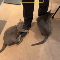 男性の左足にしがみつく猫