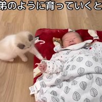 子猫と赤ちゃん