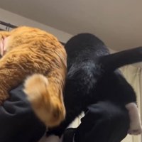 男の子に抱き上げられて静かにしている2匹の猫