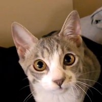 焦れているモアレちゃん