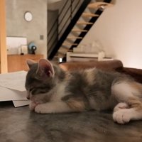 机の上で寝ている子猫