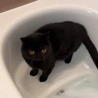 お風呂に入る黒猫2