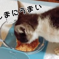 喋りながらウェットフードを食べる子猫