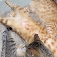 寄り添って寝る3匹の猫