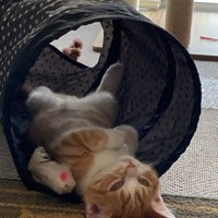 トンネルの中で寝る猫