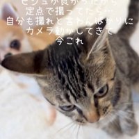 座っている猫と犬