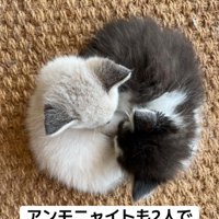 丸くなる2匹の子猫