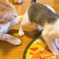 立ち去るららちゃん