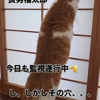 外を眺める猫