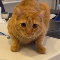 体勢を低くして飼い主を見つめる猫