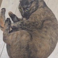股を広げてしっぽの毛づくろいをする猫