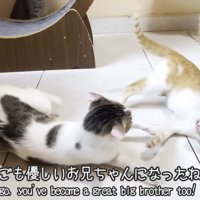 猫パンチをする子猫