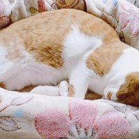 毛布の上