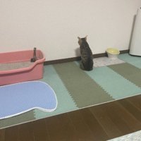 壁を向いたまま動かない猫