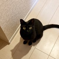 目を丸くして見つめる黒猫