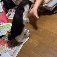 チラシの上に立っている子猫