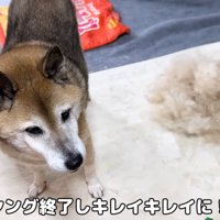 テロップ「その後、ブラッシングを～」