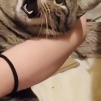 ママさんに爪を切られるキジトラ猫