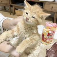 粉まみれの子猫