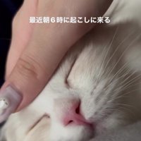 なでられている猫