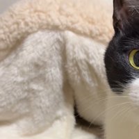 中に猫が入っている猫用ベッド