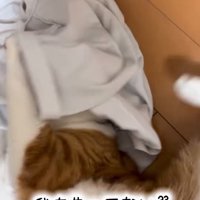 シャツに顔を押し付ける猫