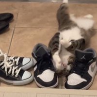仰向けに寝転がる猫