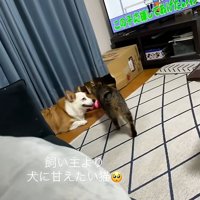 犬のそばにいく猫