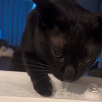 手が濡れる猫