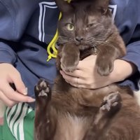 飼い主に肉球をこそばされる保護猫