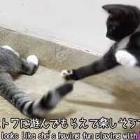 猫に尻尾で遊んでもらう白黒の子猫