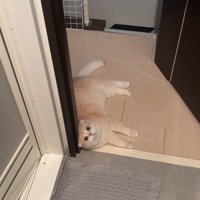 寝そべる猫