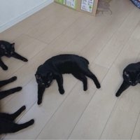 床に落ちている黒猫たち