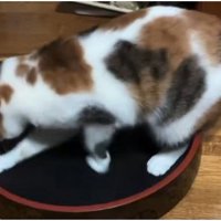 寿司桶の中で遊ぶ三毛猫2