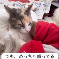 人に抱かれている猫