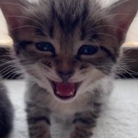 口を開けてカメラを見つめる子猫