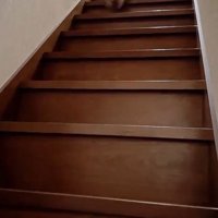 階段を下りる猫
