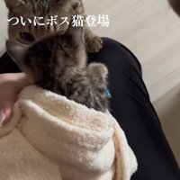 キジトラに匂いを嗅がれている子猫の後ろ姿