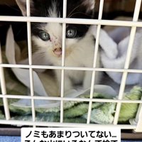 ペットキャリーに入れられた子猫