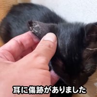 テロップ「耳に傷跡が～」