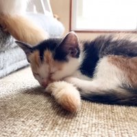 寝ている三毛猫の子猫