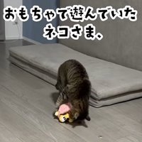 ぬいぐるみで遊んでいる猫