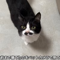 見上げるくろまめちゃん