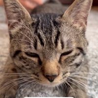 伏せて目を細める猫