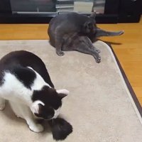 並んで毛繕いをする2頭の猫