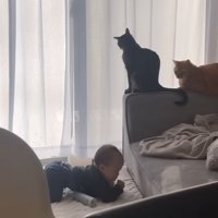 赤ちゃんを見守る二匹の猫