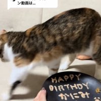 お皿の奥で画面向かって左側に顔を向けている猫